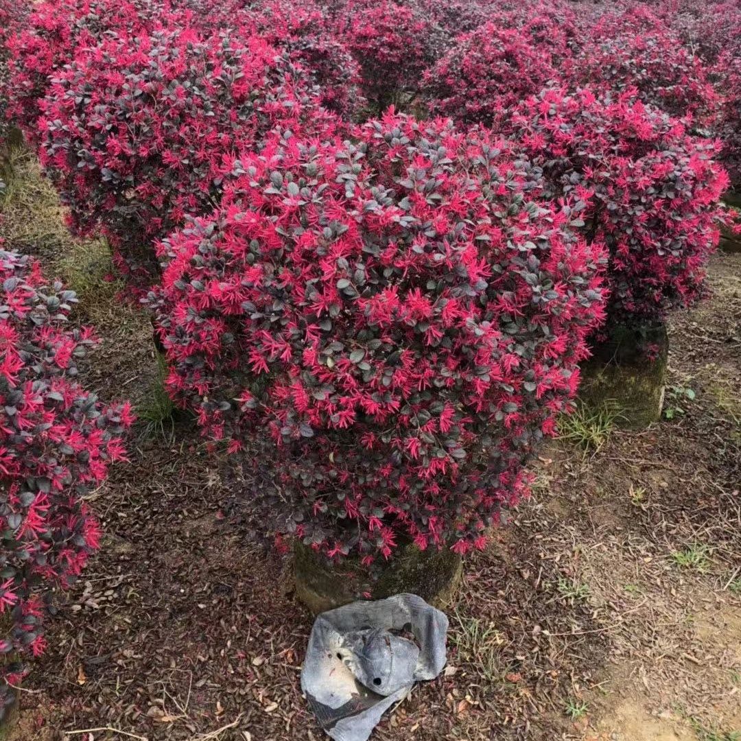 红继木球庭院耐寒好养四季开花绿化植物