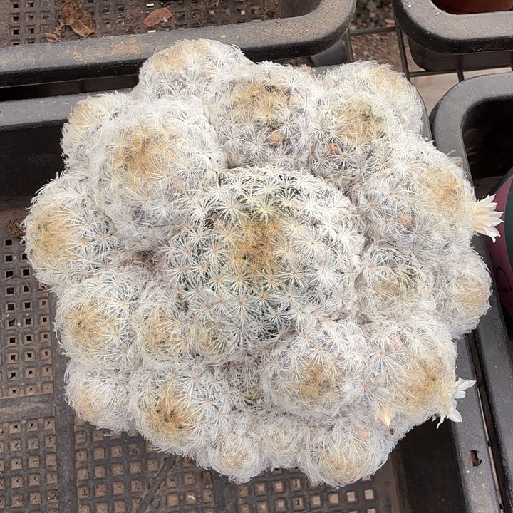 大白星群多头13仙人球