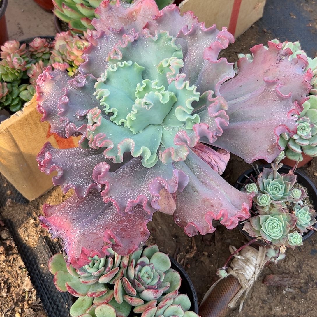 多肉植物女王华花笠