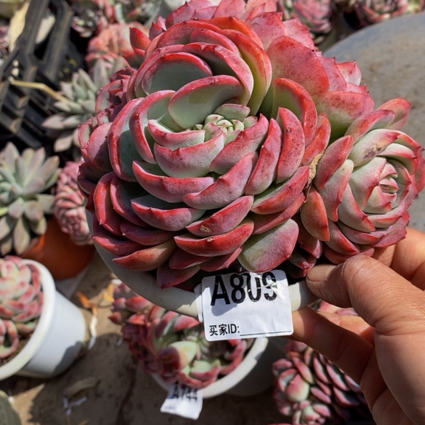 【闪购商品】?***?多肉植物