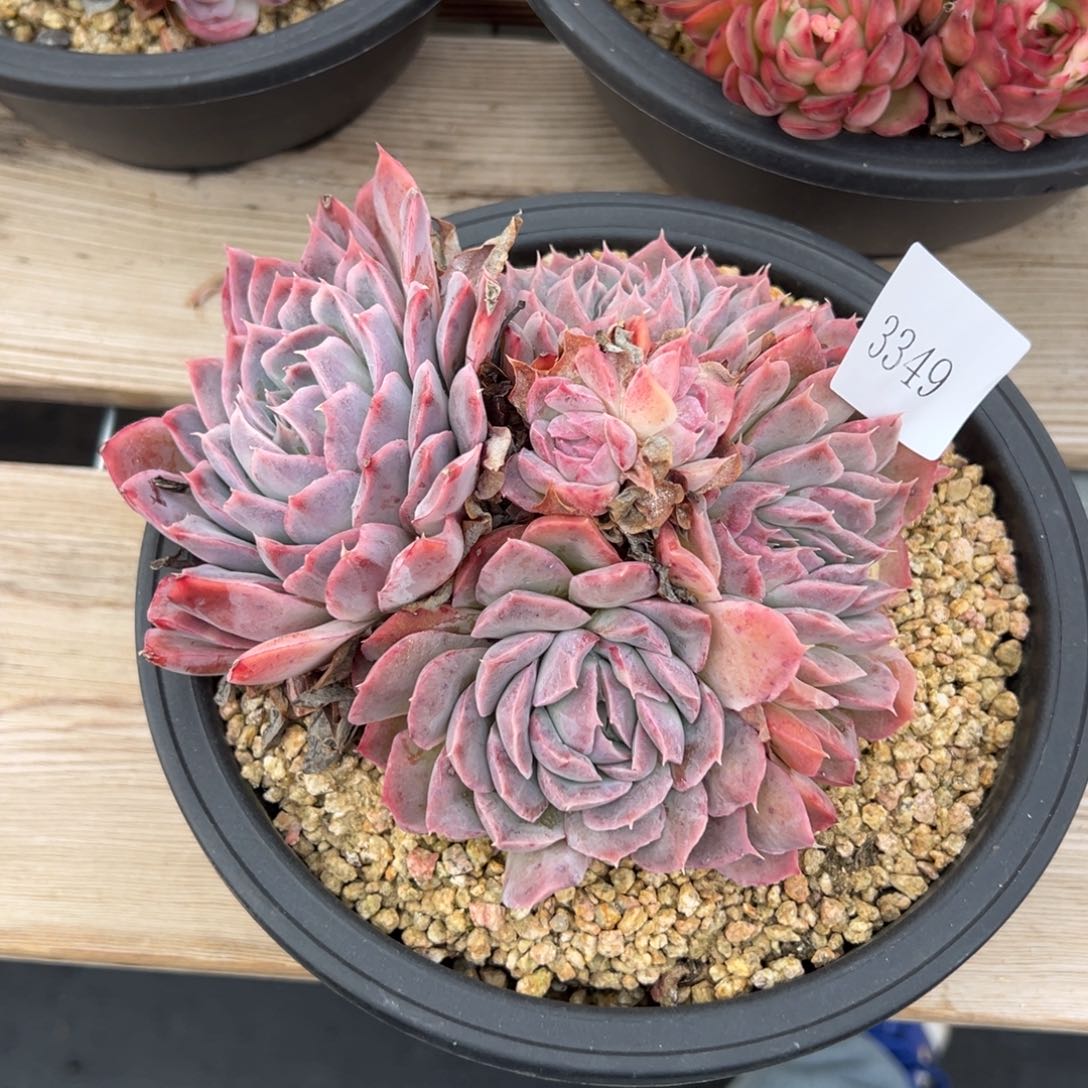 朱*3349多肉多多多多