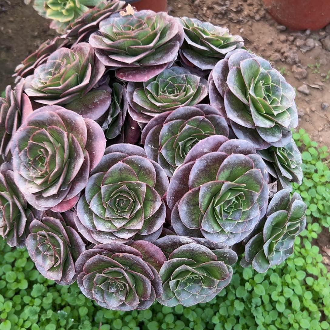 多肉植物媚金玫瑰