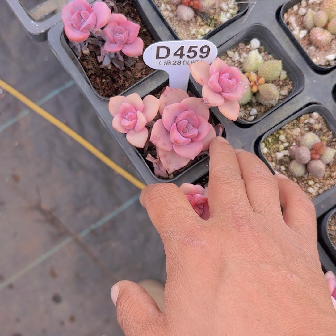 快**乐D459彩虹糖一物一拍多肉