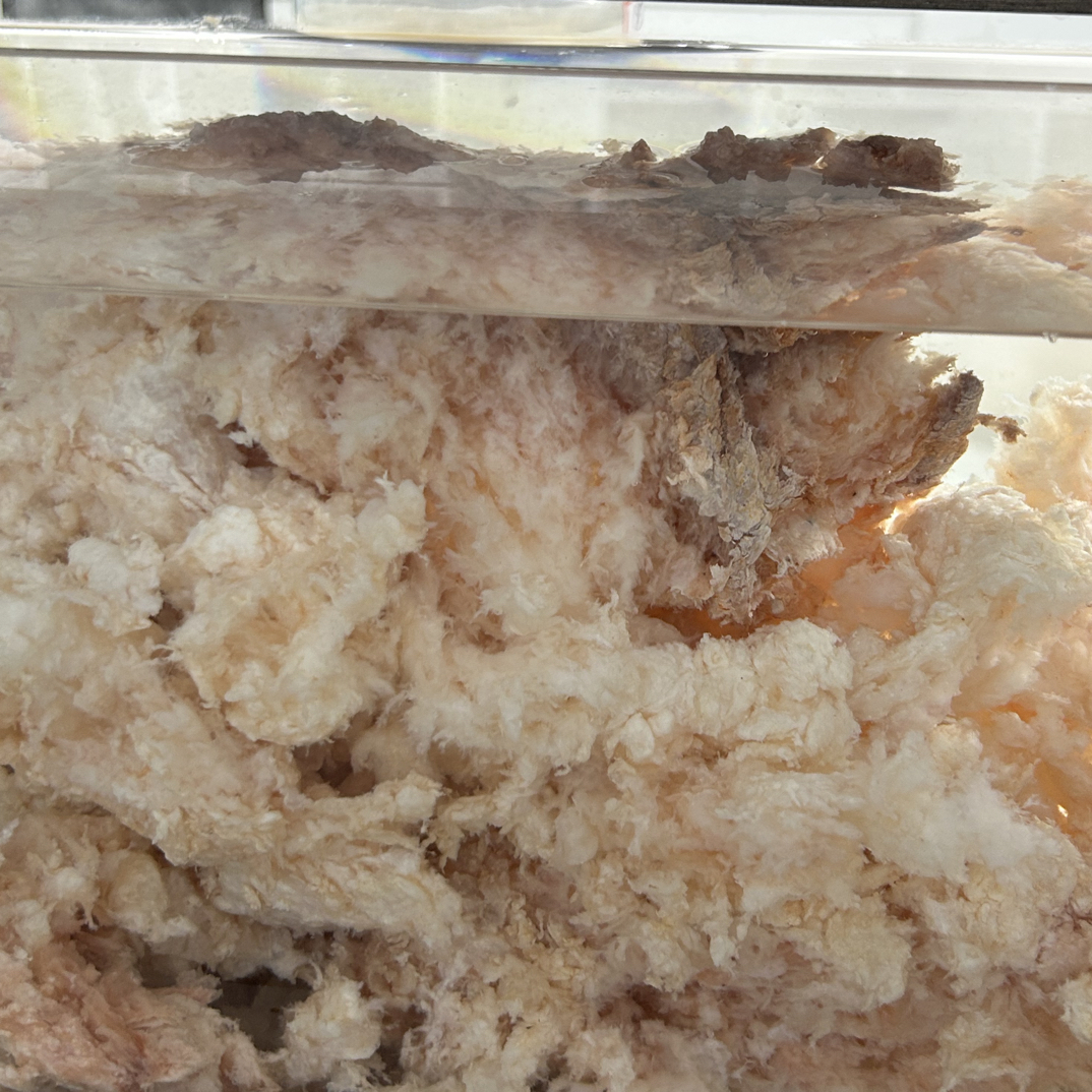长白山纯天然石太岁油票货5斤摆件