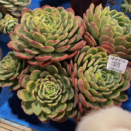 沉***川十里桃花13075多肉