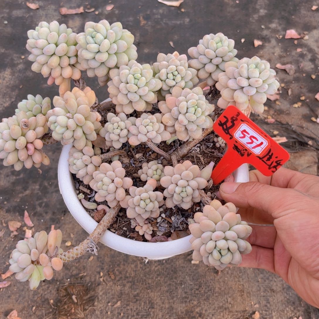 洛可可551多肉植物