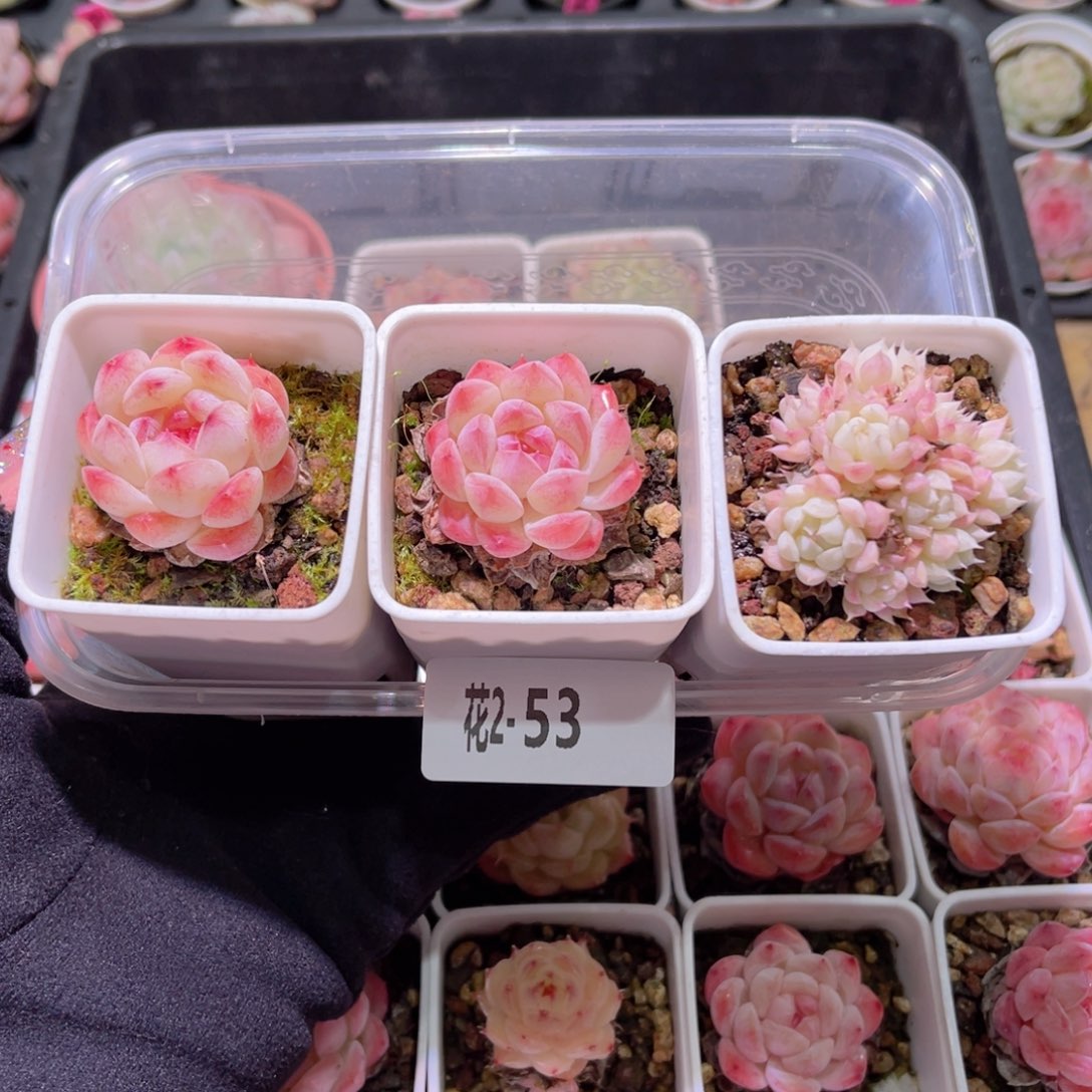 红陶花利美2-53白桃汽水2颗➕海王1颗