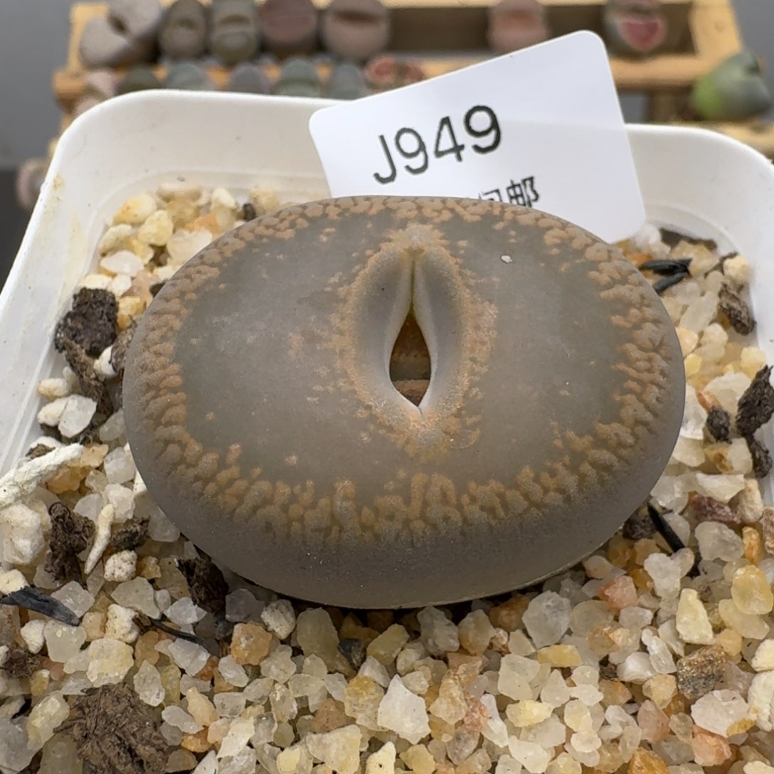 949哈哈哈哈哈哈哈哈哈哈