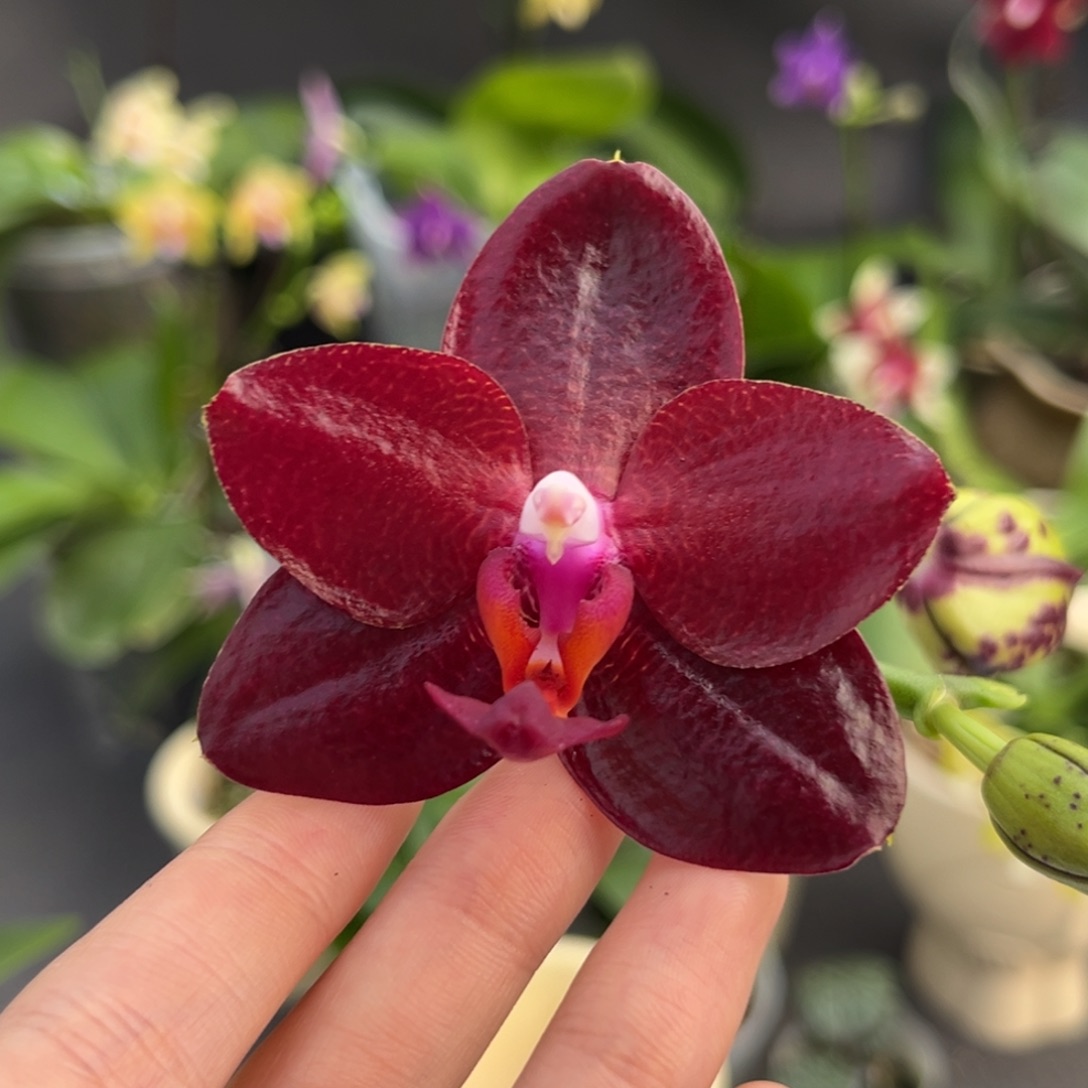 完全开放4寸弥陀太阳王开花株