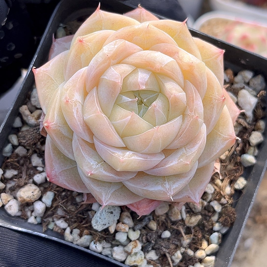 416  夏末珍妮满18包邮