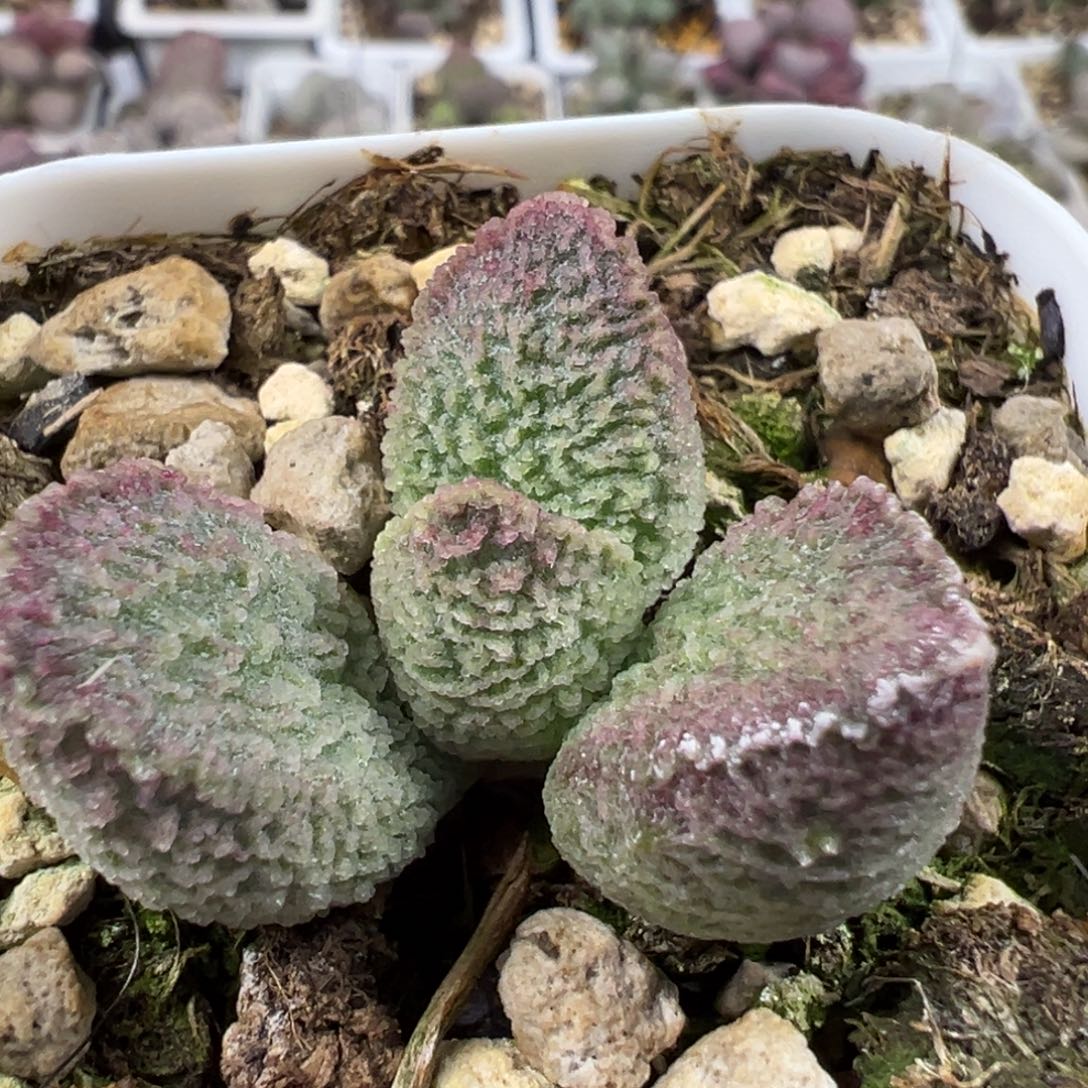 绿色系满纹冰晶纹路款实生新品