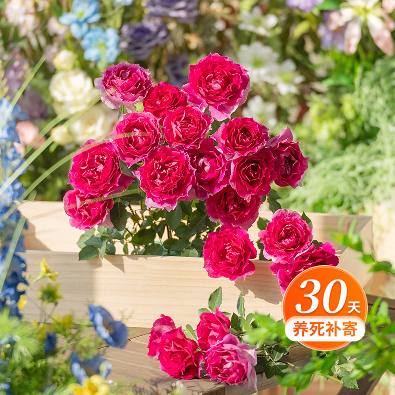 天狼月季 天方夜谭 多季节开灌木夏季耐热浓香花卉