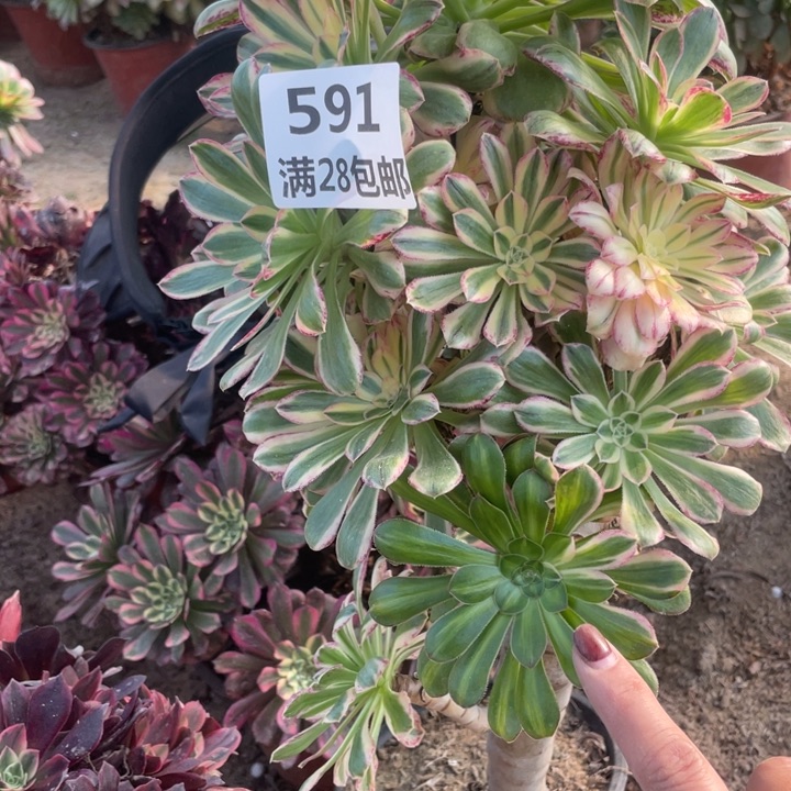 591二号棚v仅仅多肉