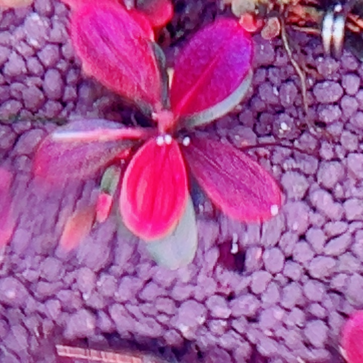 辣椒39号福利价植物一头