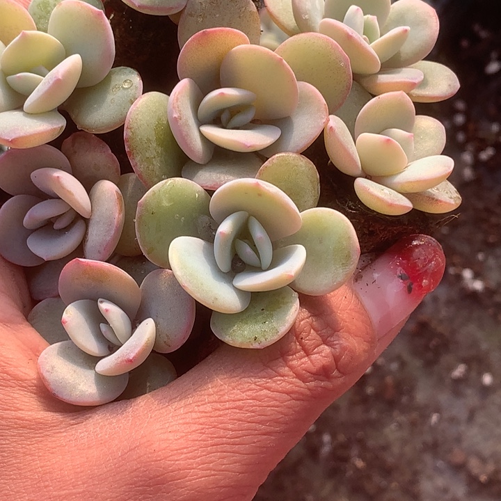 奶茶小（满9.99包邮不满9.99发叶子）