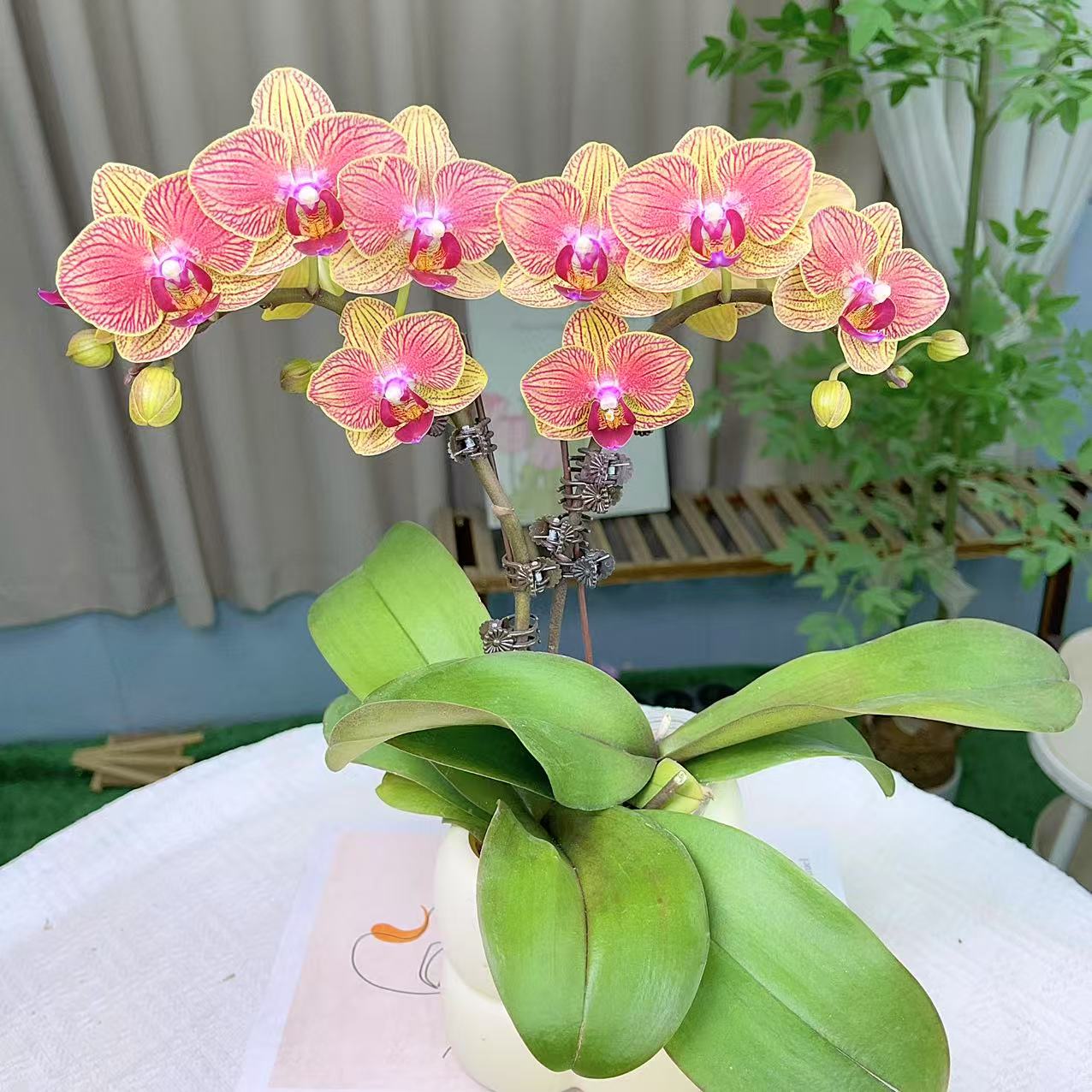 蝴蝶兰【元宝】两苗2花剑 室内花花 懒人好养 广州基地直发