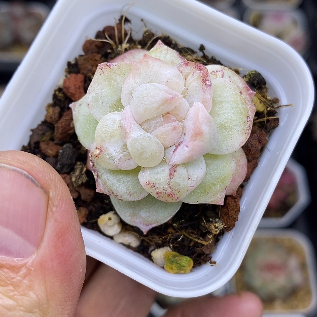 粉钻石化5厘米盆多肉植物