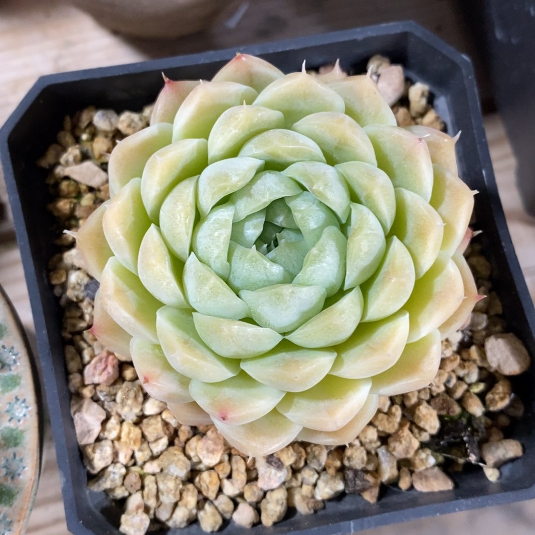 自助下单一物一拍，年后发可寄养问主播