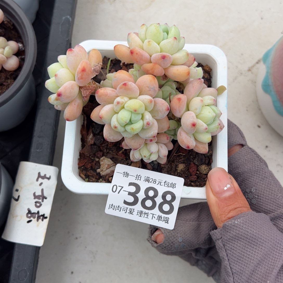 樱花罗绮多肉多肉多肉多肉