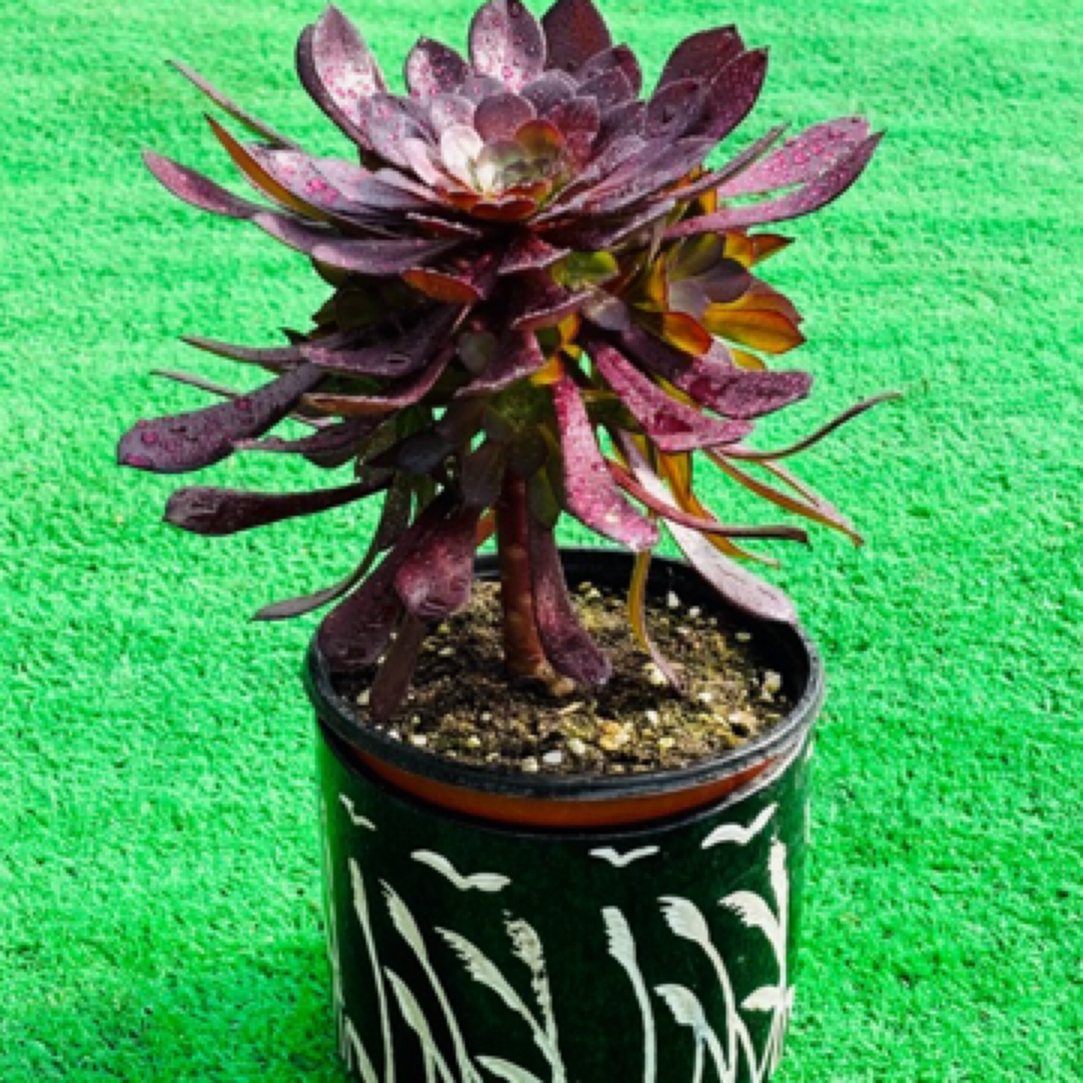 多肉法师黑铜壶周正手捧花一棵，植物特性脱土发，不包断枝断叶