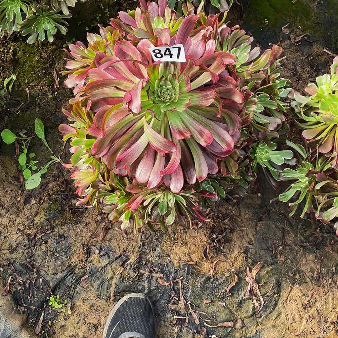 十***点红体水墨画多肉847