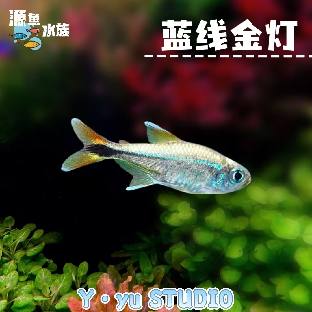 *福袋*蓝线金灯 包邮不包损