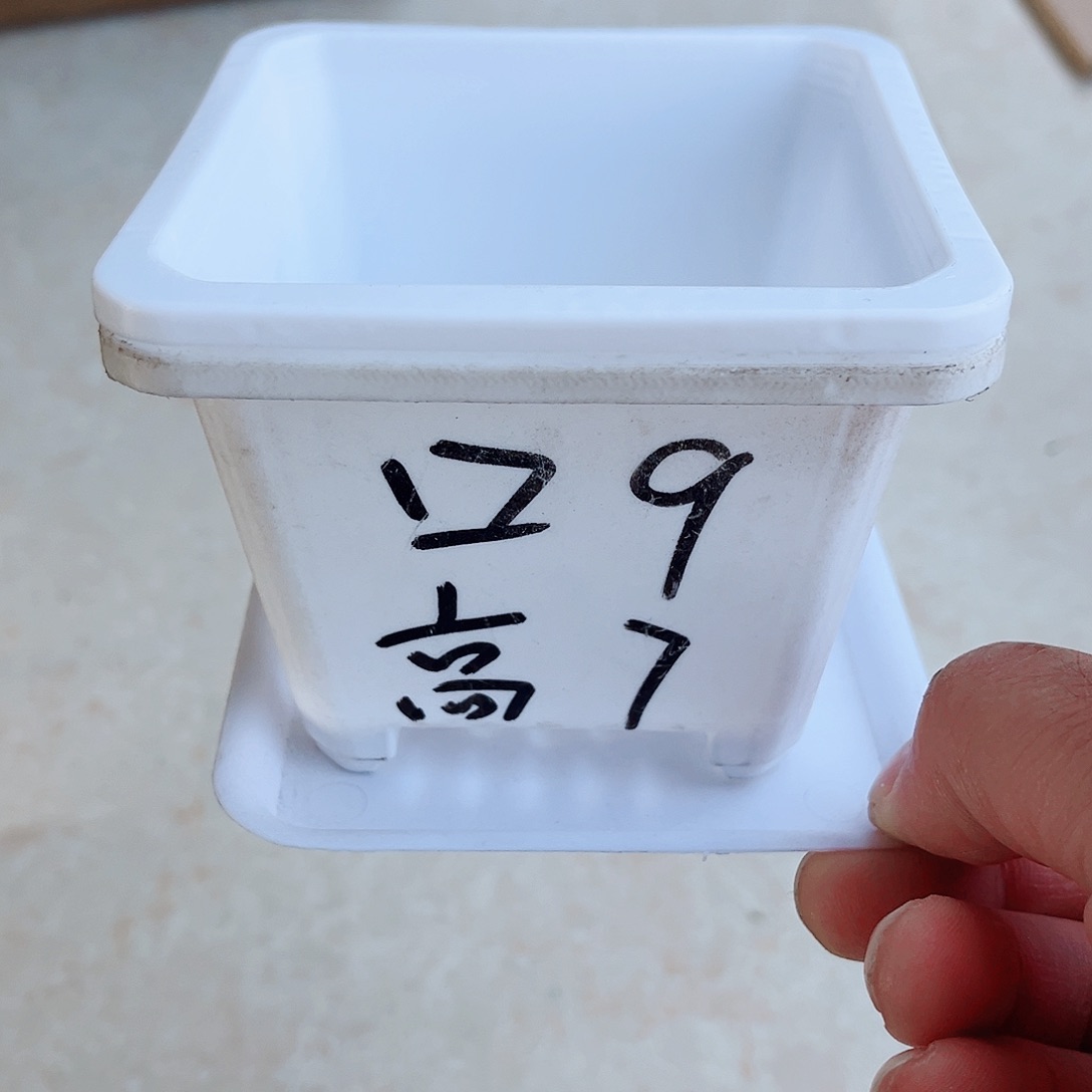 塑料福利款9方白色盆20个带托盘