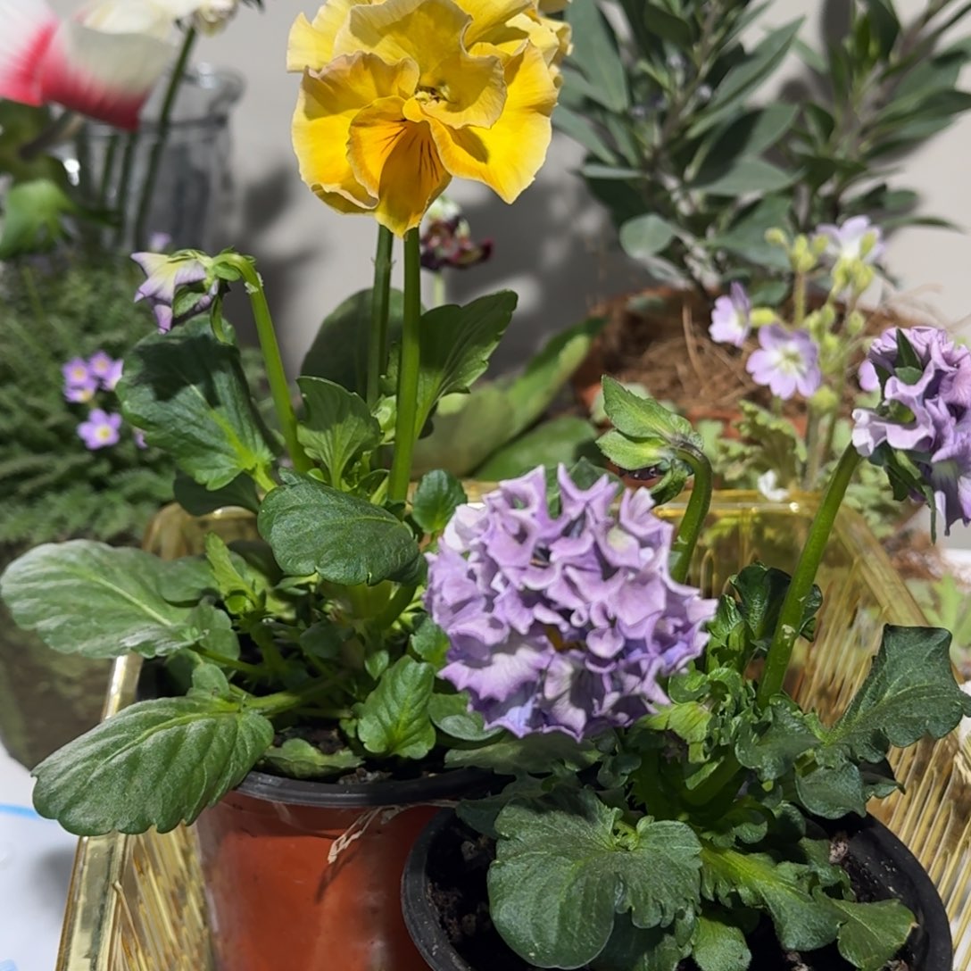 角堇        31号两盆礼服加八重