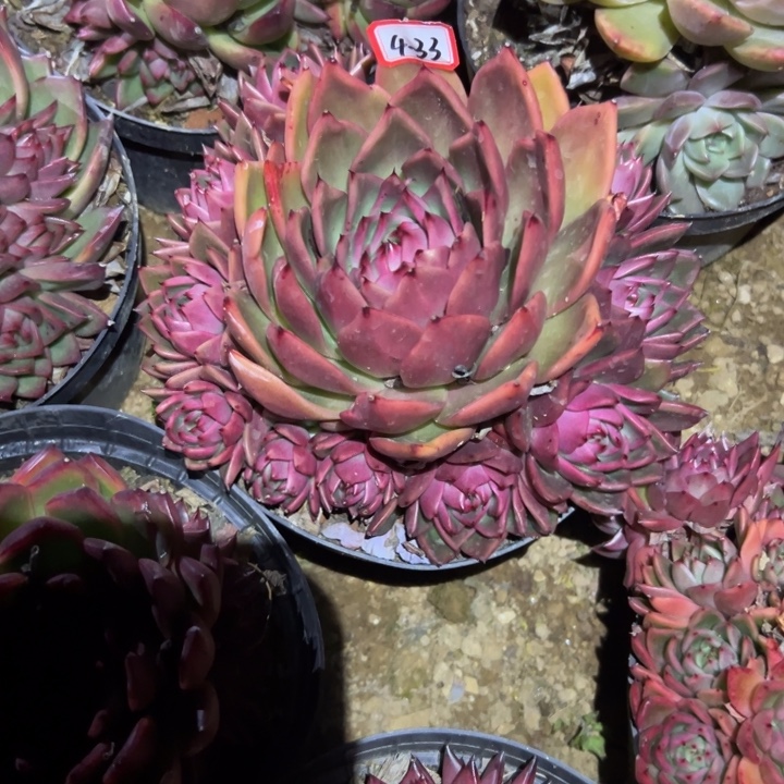 雪***落精品多肉植物老桩