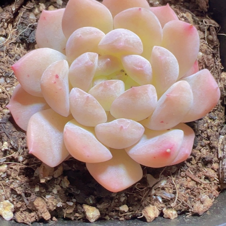 冰糖水晶精品多肉植物