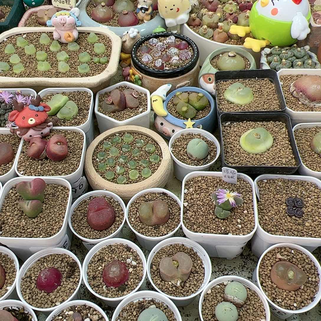 【闪购商品】江***船200盲拍 江上一条船