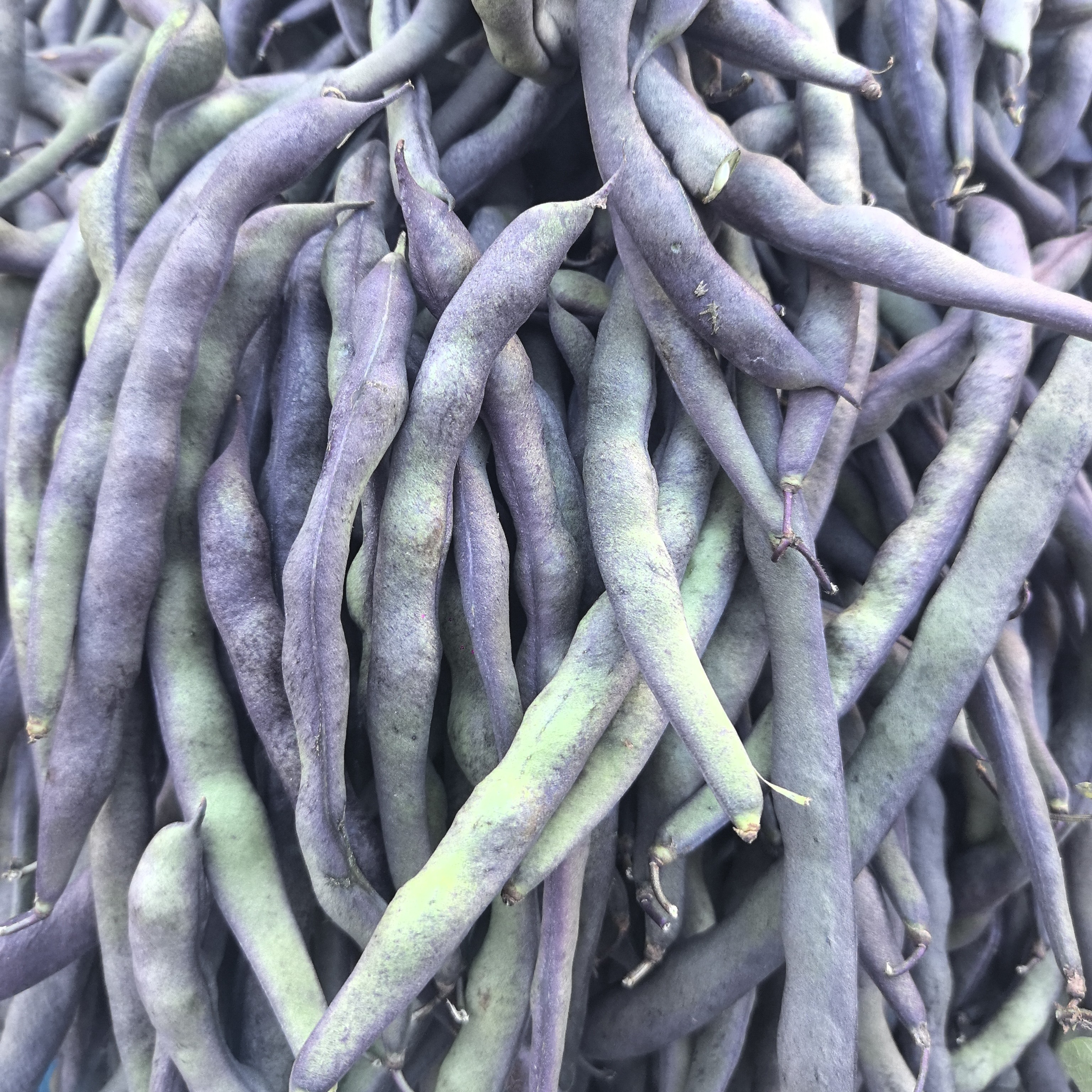 云南紫色四季豆 集市现收 新鲜采摘