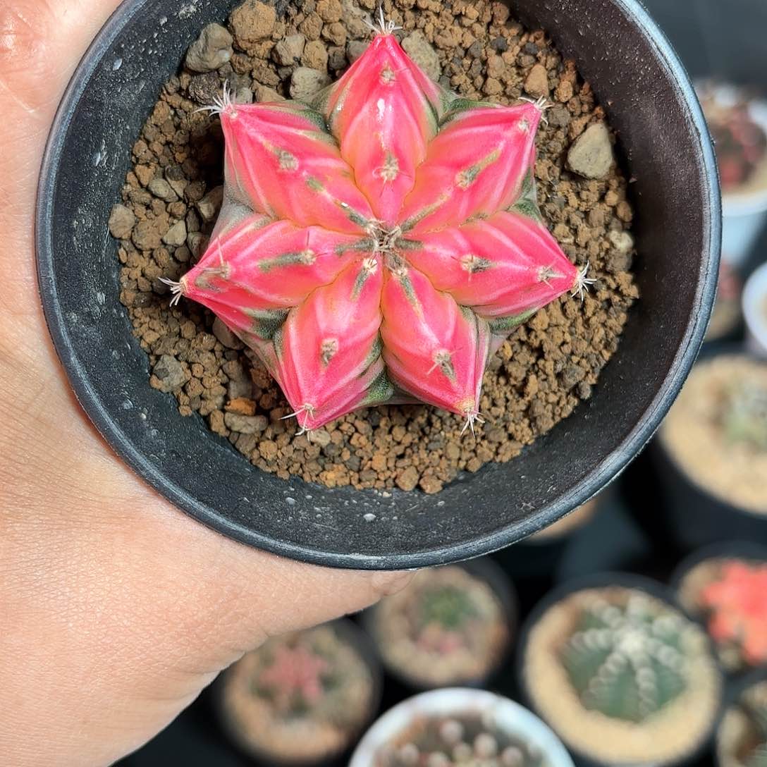 泰系实生米哈仙人球微瑕