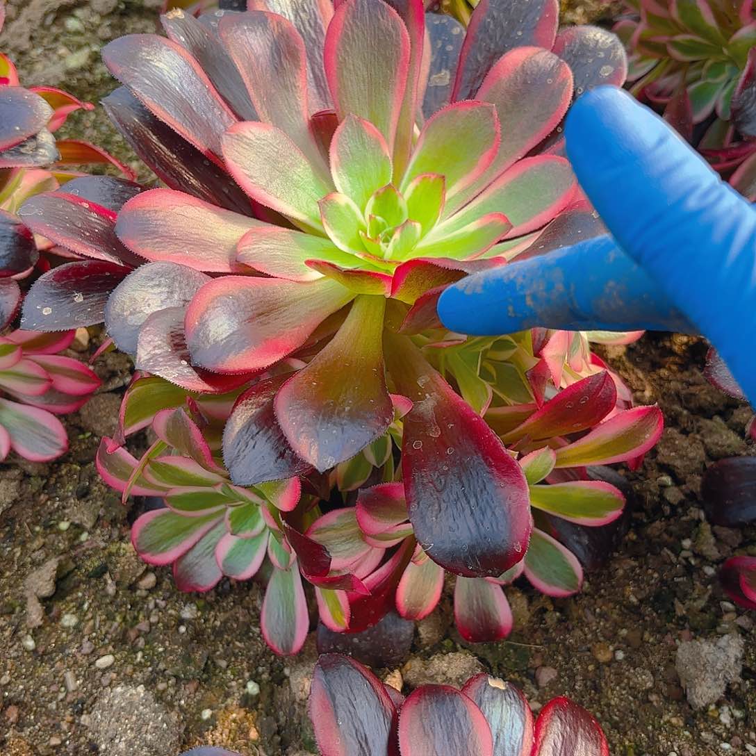 蛇毒美杜莎手捧多肉植物