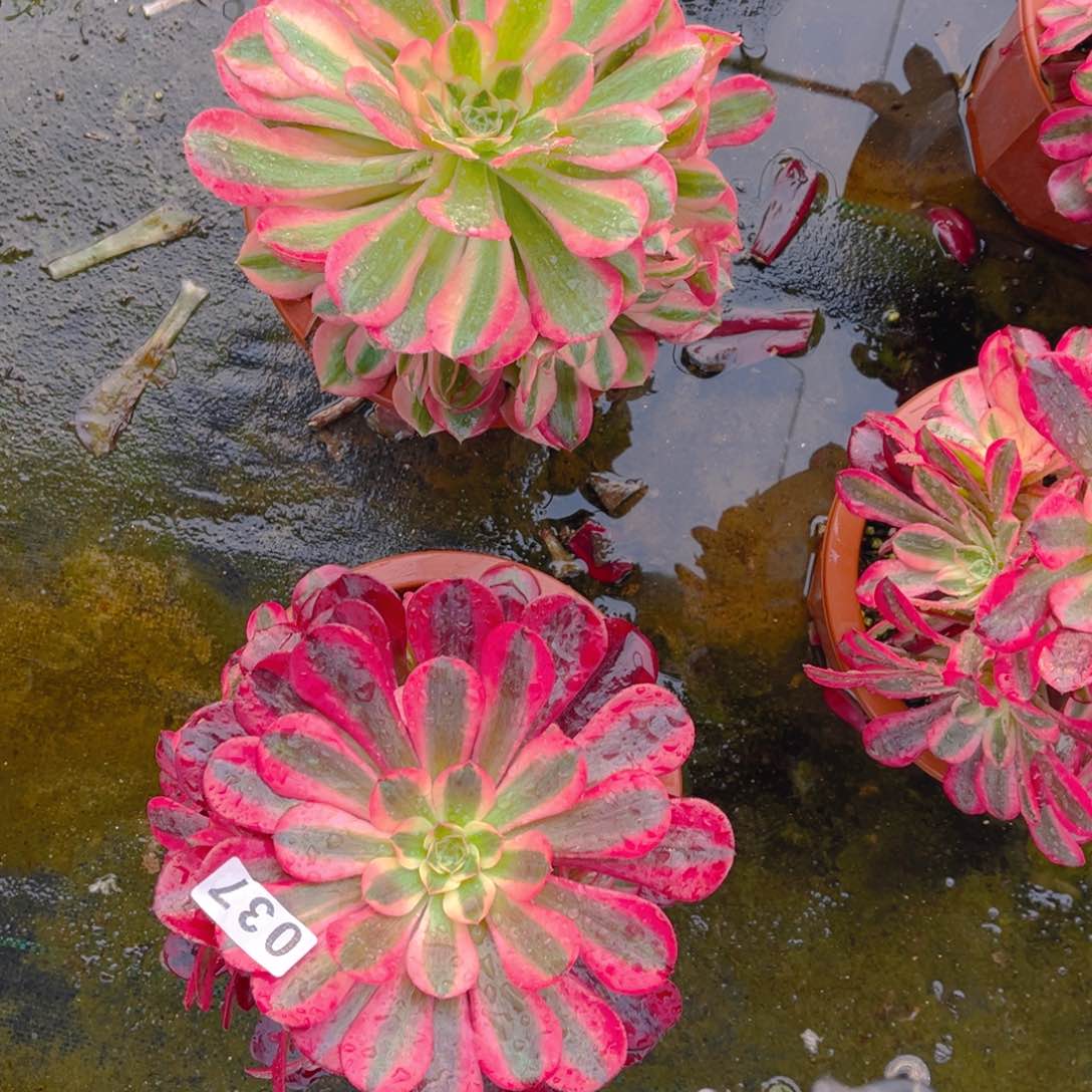 【闪购商品】美杜莎粉女巫037多肉