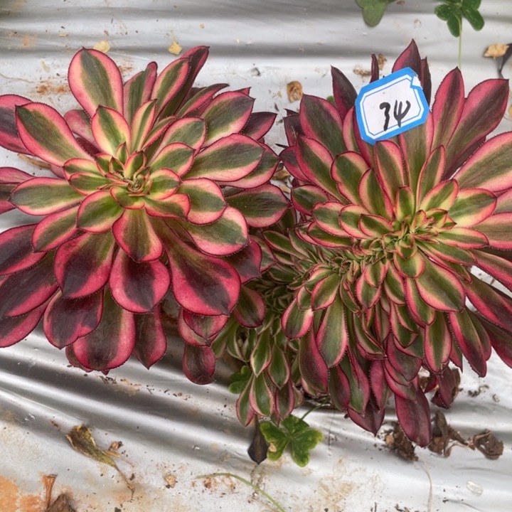 34香奈儿缀化法师金