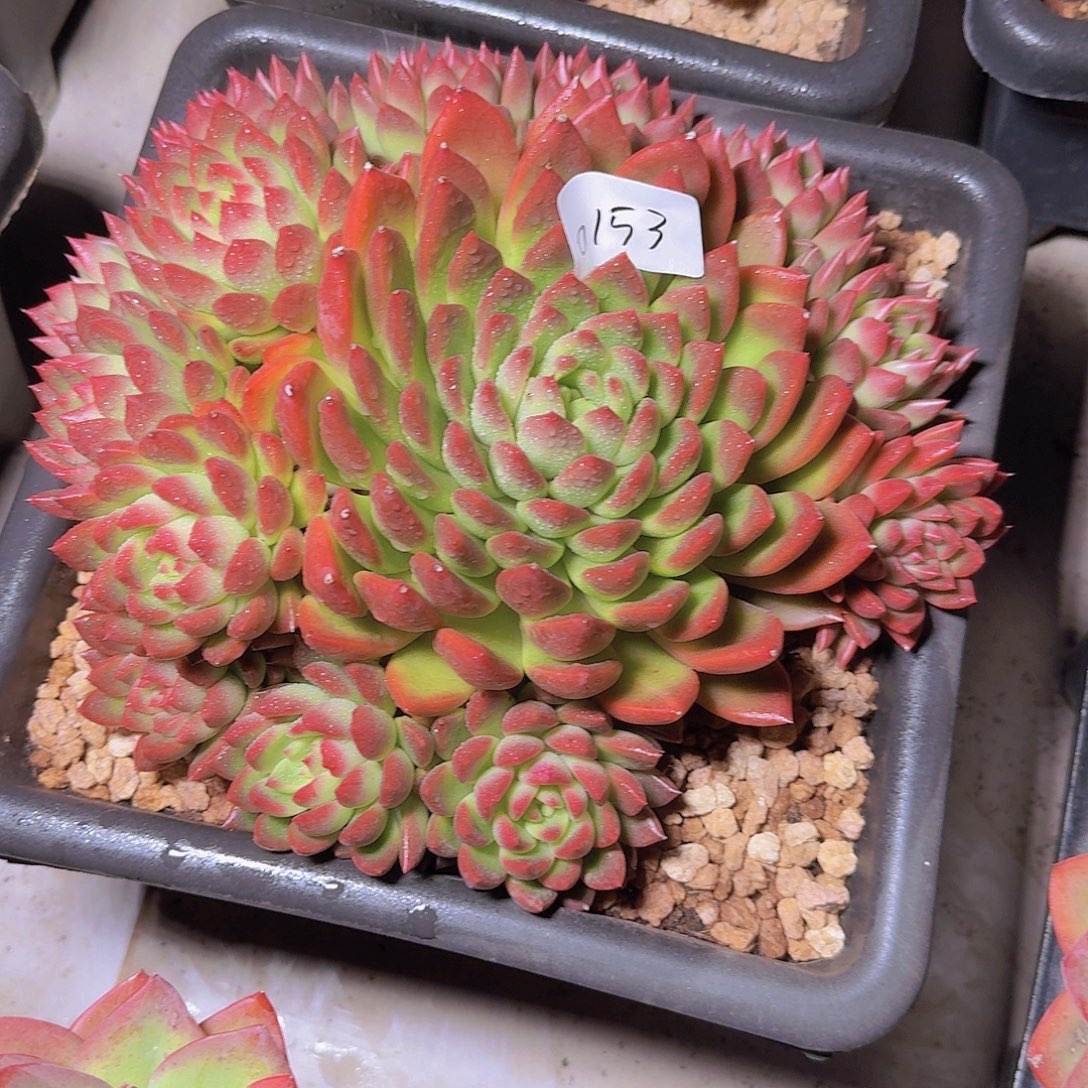 风***0153冰心公主多肉植物