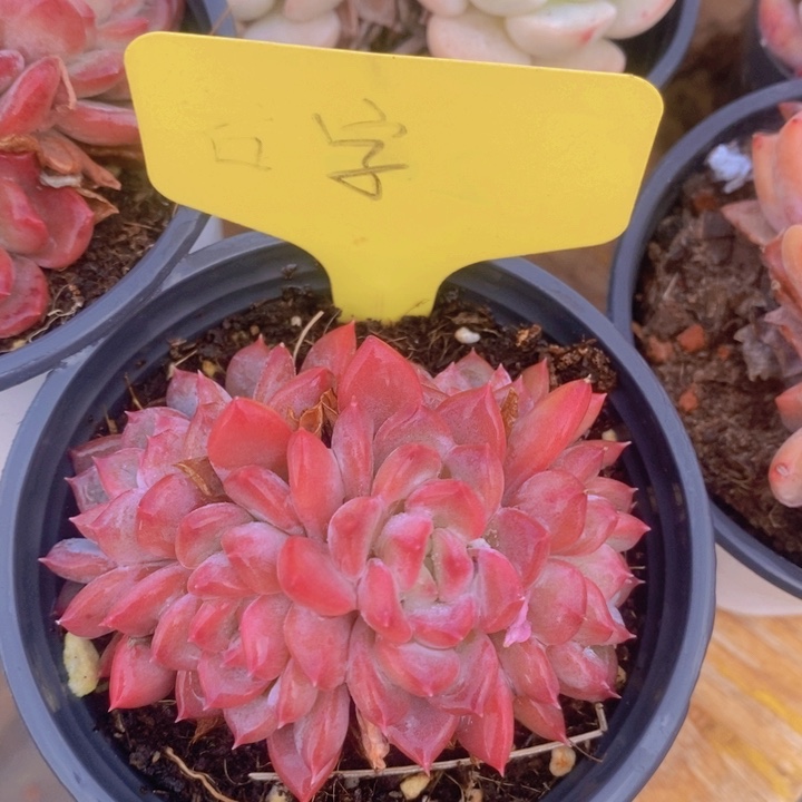 多肉植物，开心多肉