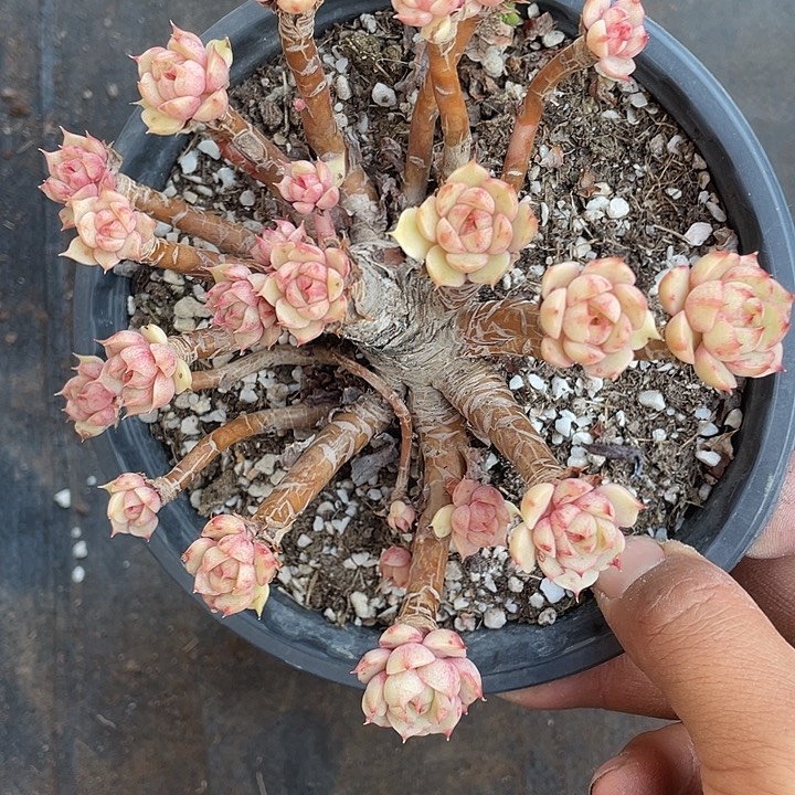 姬***君优惠优惠苯巴蒂斯整群