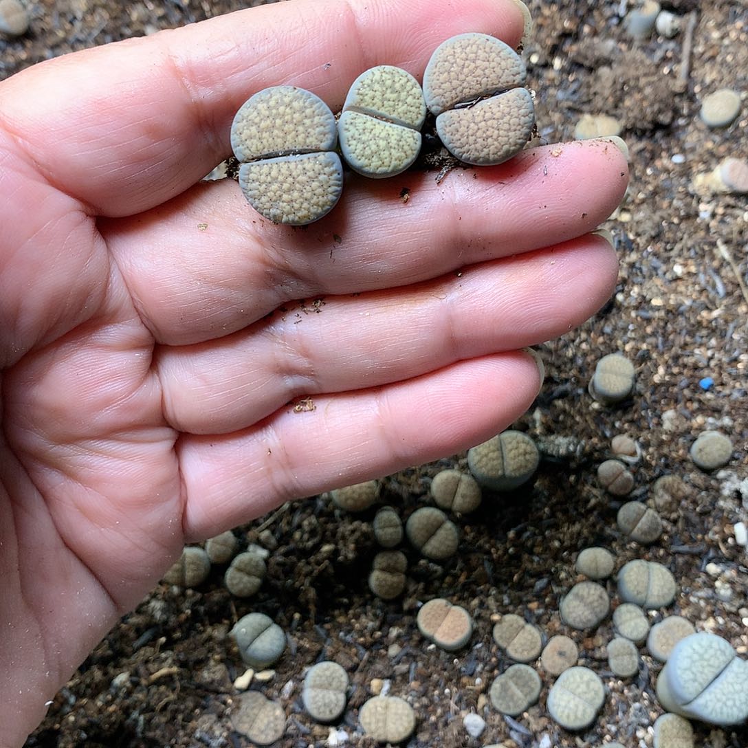 x****qD349多肉植物保护