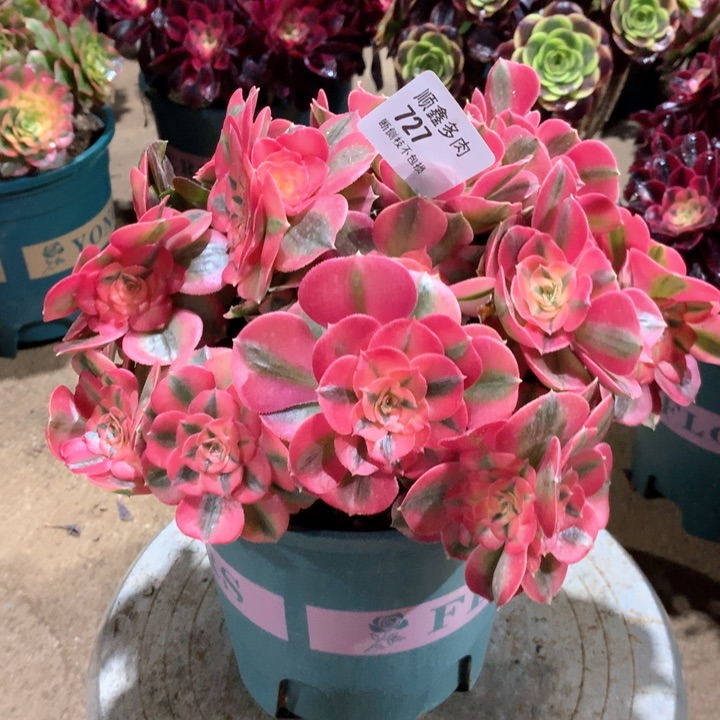 727粉女巫多肉植物