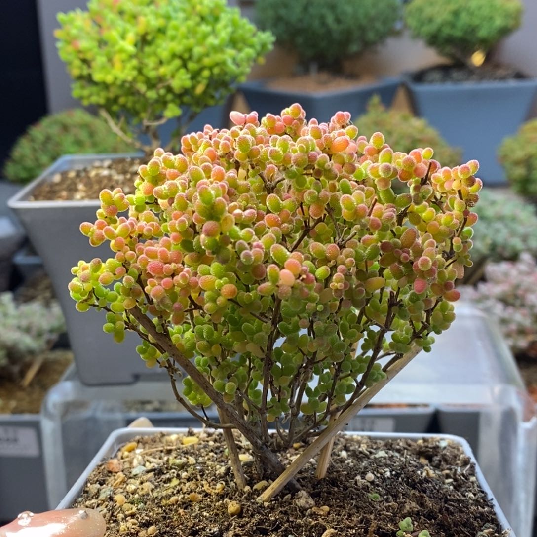 162蜜橘糖球枝干番杏