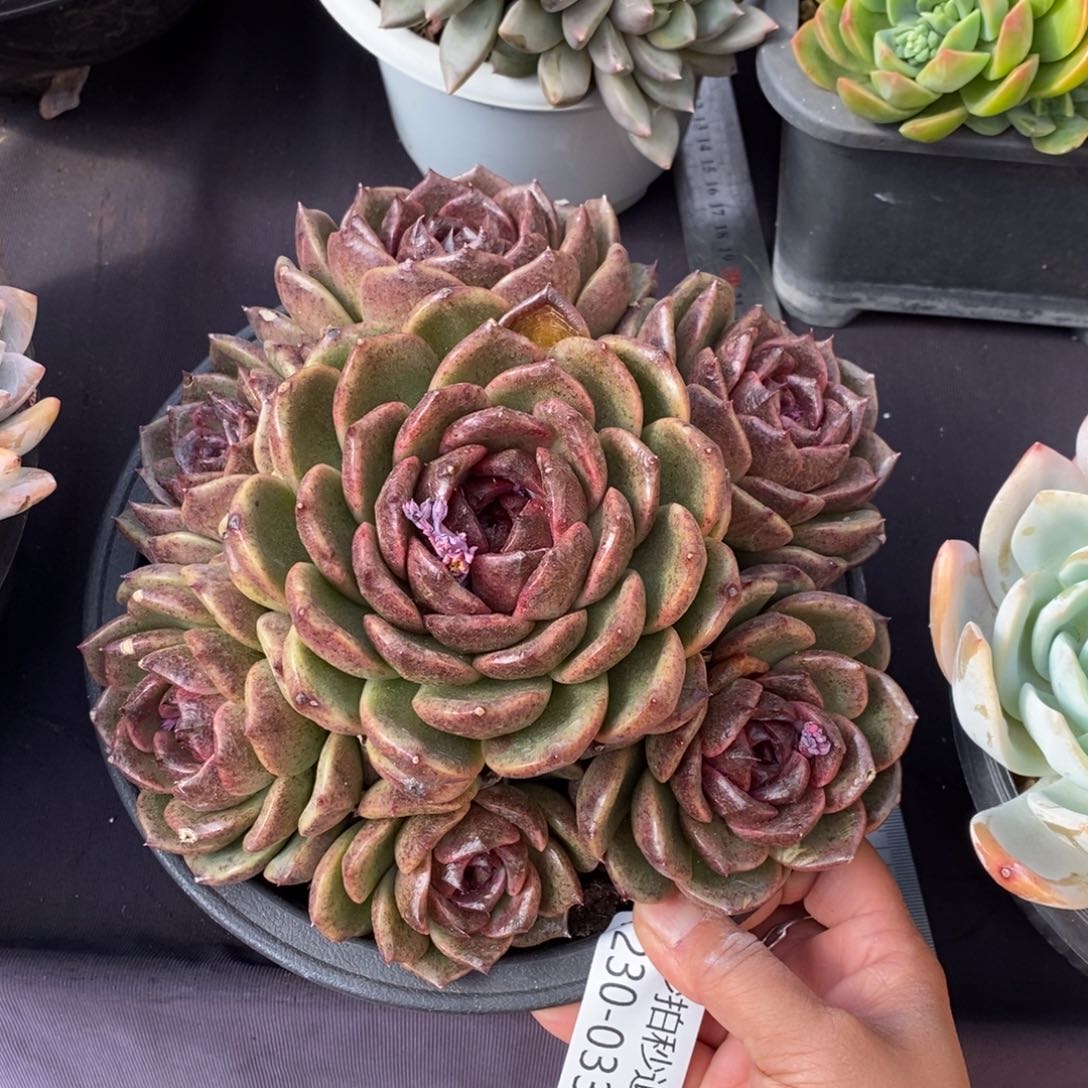 两单包邮1230-33溜溜球