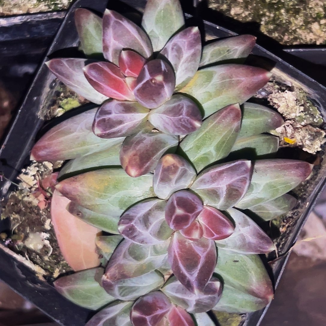 桔云多肉美人精品系列