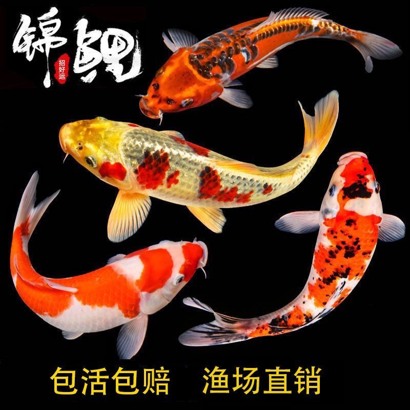纯种锦鲤观赏鱼冷水鱼红白大正三色德系黑金黄金白金