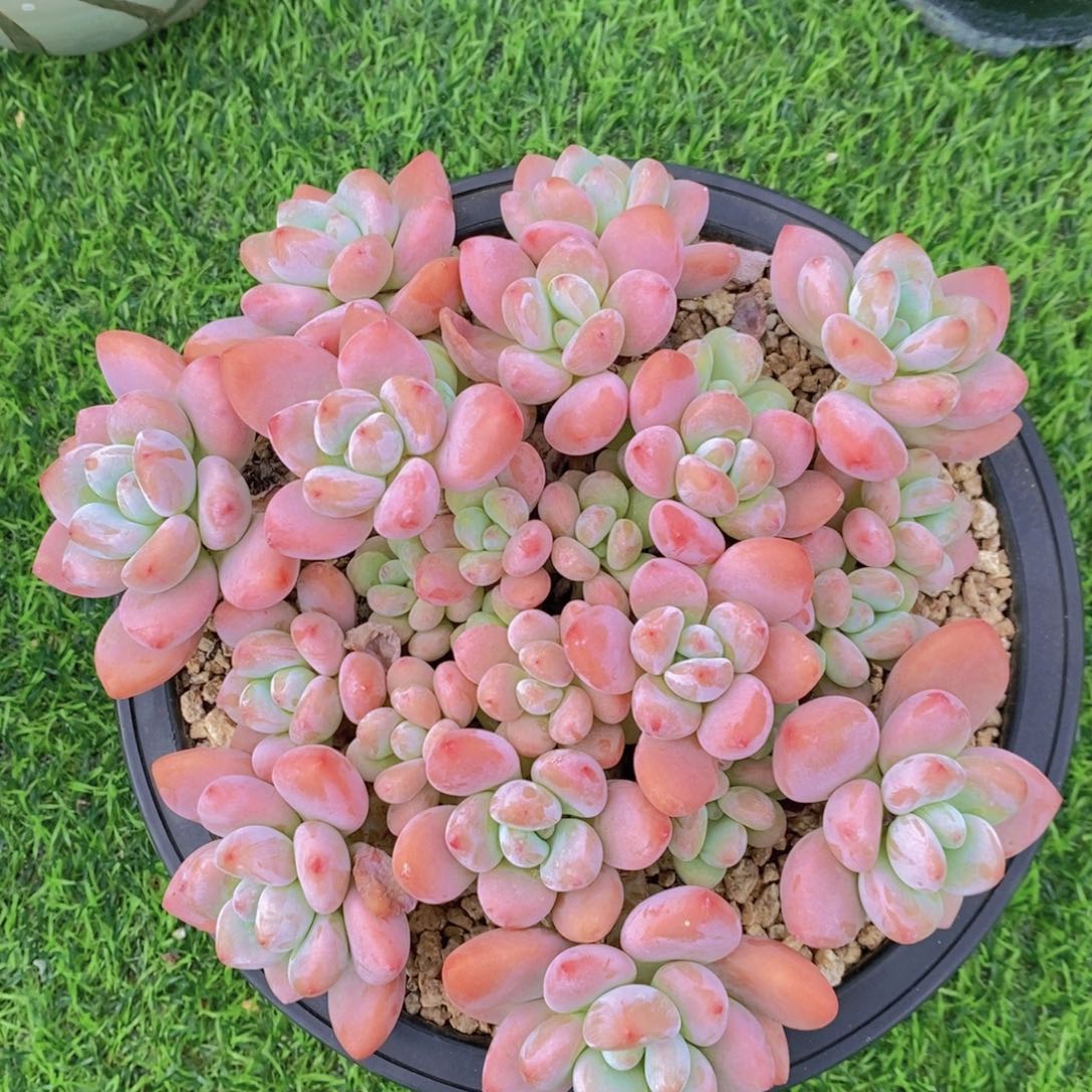 红洛神 一物一拍。 