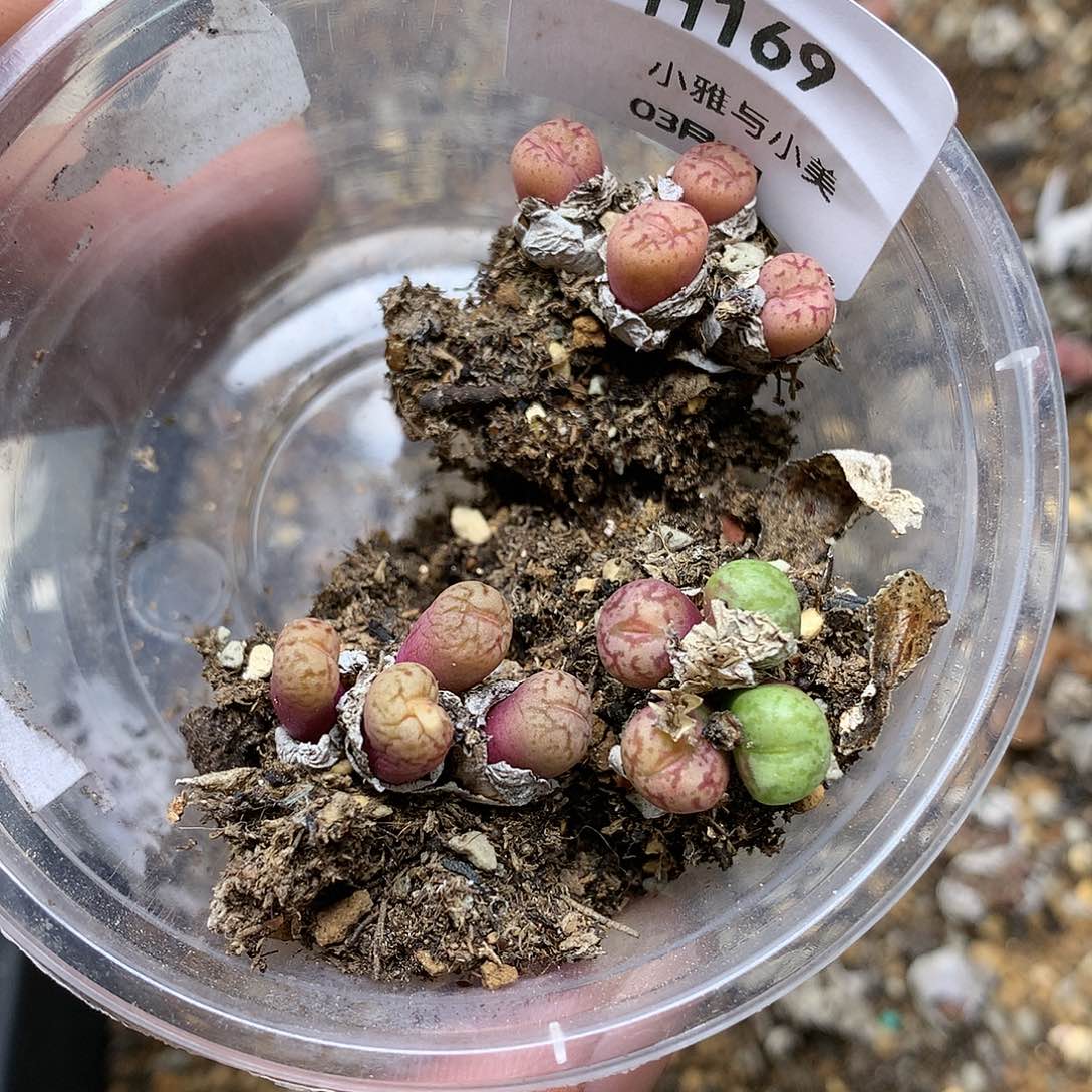 H169多肉植物保护