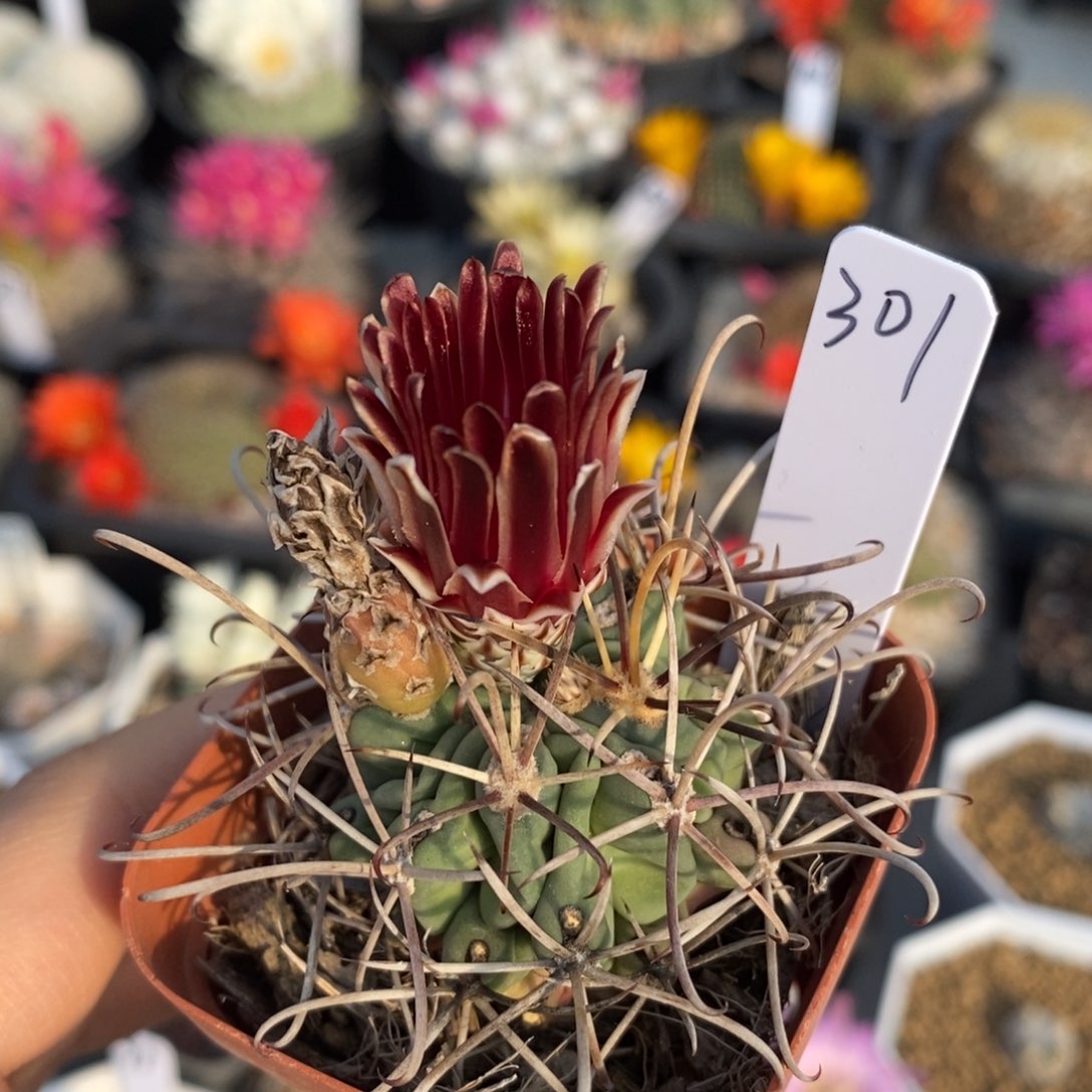 301实生黑罗莎仙人球