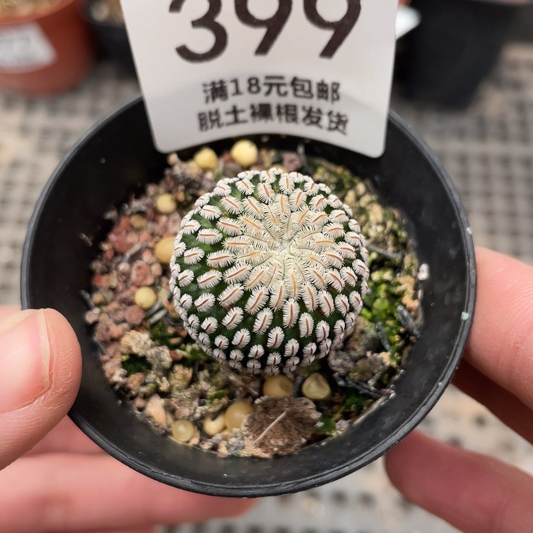 399白斜子（满18元包邮）