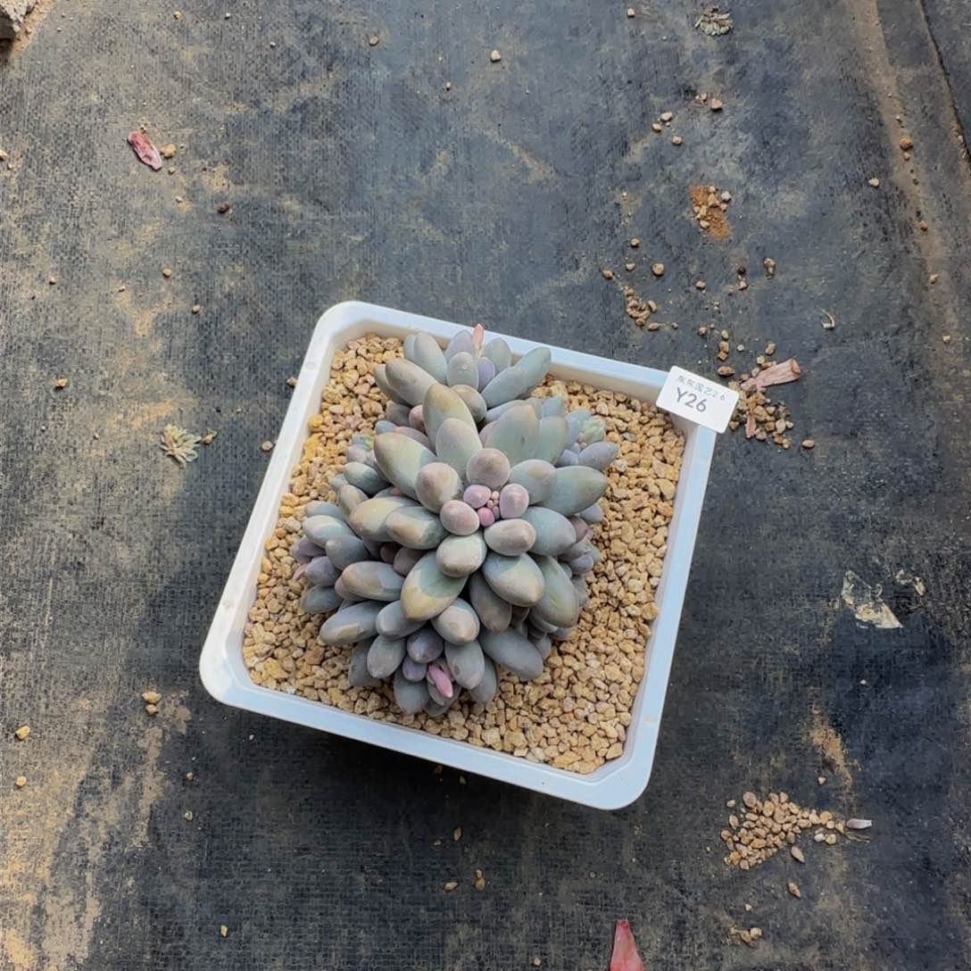 y y y y y y y y y 26